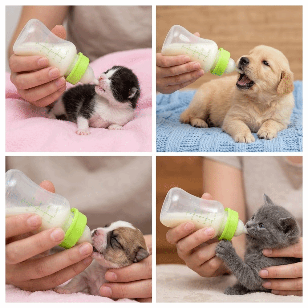 4pcs/ Set 150ml Capacity Pet F - Storage Tips For Food 评论和价格