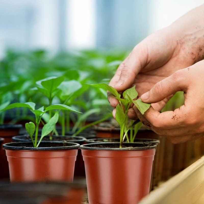 100/20x Seeding Nursery Pot Bl - Food Storage Plants 评论和价格